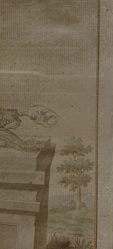 1778年 Buffon 一般と個別の博物誌 リス科 モモンガ属 タイリク 