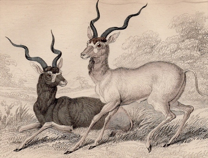 1845年 Jardine Naturalist's Library 哺乳類 Pl.25 ウシ科 アダックス 