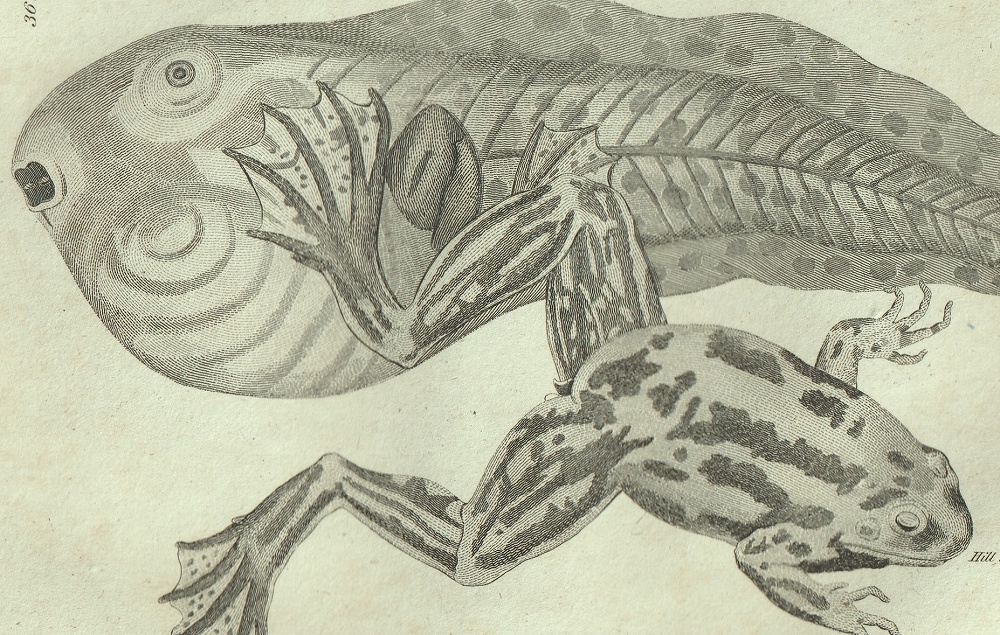 1802年 Shaw General Zoology Vol.3.Part1. Pl.36 アマガエル科 アベコベガエル属 アベコベガエル  Paradoxical Frog - アンティークプリント 博物画 ボタニカルアートの通販サイト Spirito di Artigiano