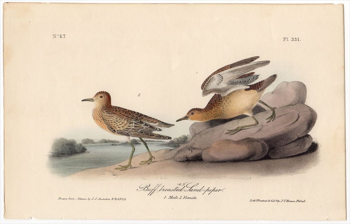 超激得大得価1840年 オーデュボン アメリカの鳥類 初版 手彩色石版画 Pl.265 キツツキ科 ミユビゲラ属 アメリカミユビゲラ Audubons\' Woodpecker 博物画 石版画、リトグラフ