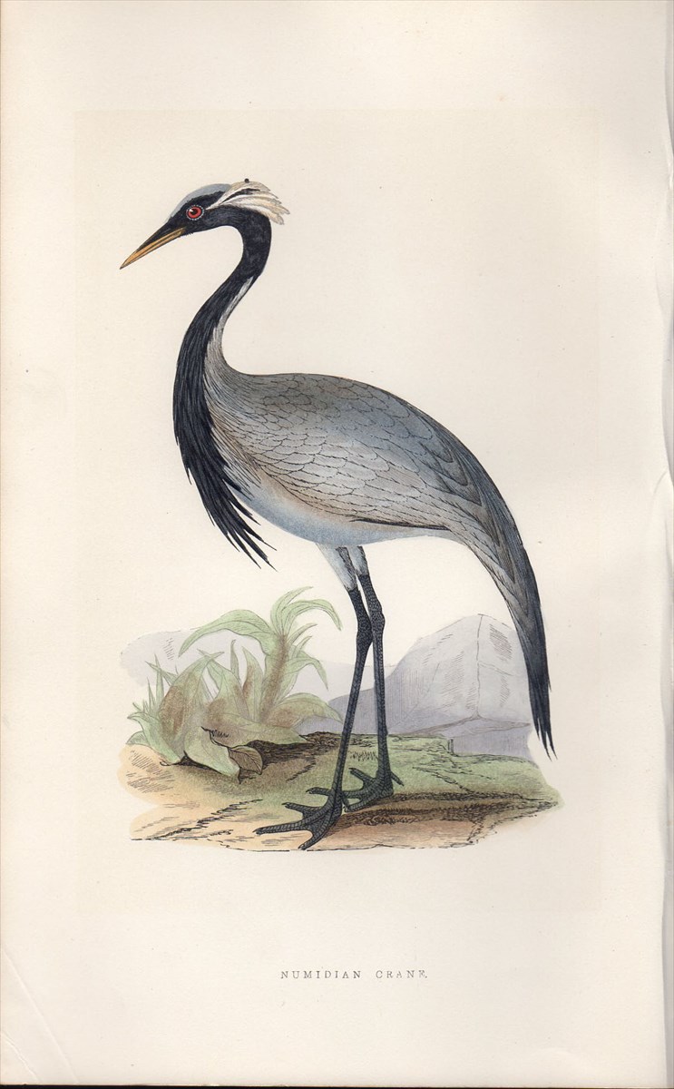 1866年 Bree ヨーロッパの鳥類史 ツル科 アネハヅル属 アネハヅル Numidian Crane アンティークプリント ボタニカルアート 博物画の通販サイト Spirito Di Artigiano