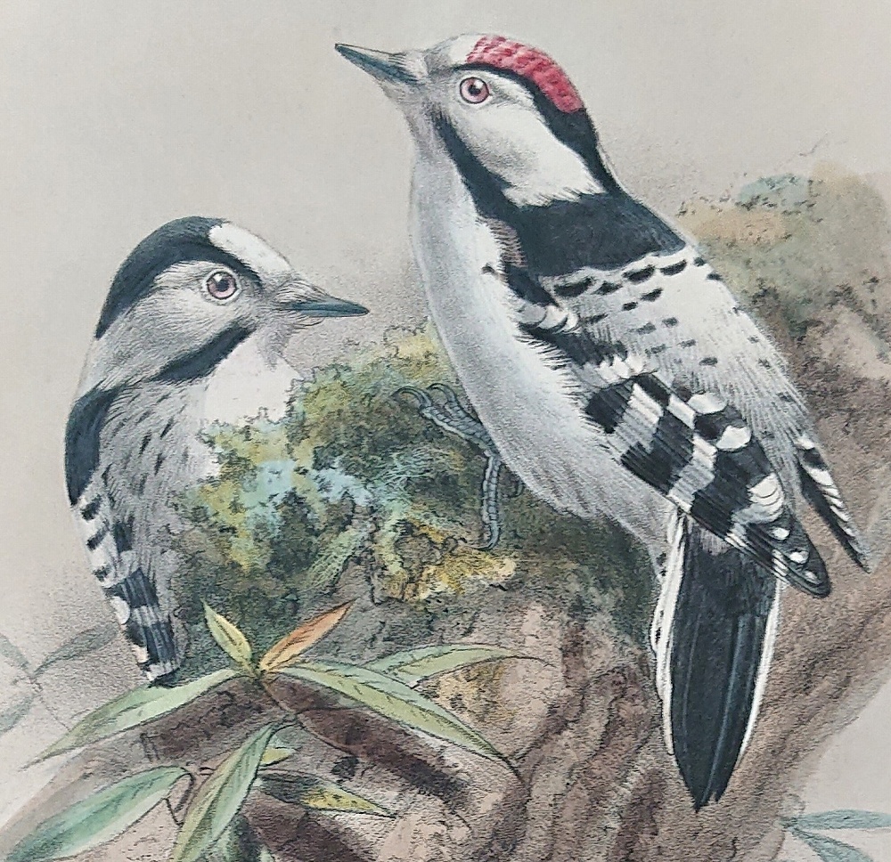 1871年 Dresser ヨーロッパ鳥類史 Pl.283 キツツキ科 コアカゲラ属 