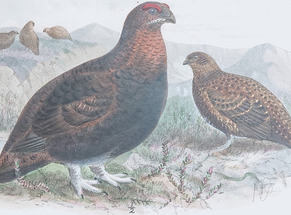1871年 Dresser ヨーロッパ鳥類史 Pl.479 キジ科 ライチョウ属 アカ 