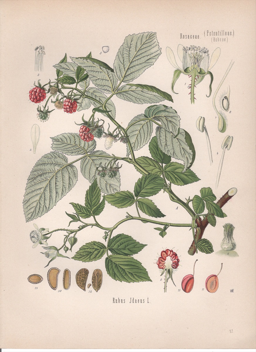 1887年 ケーラーの薬用植物 バラ科 キイチゴ属 ヨーロッパキイチゴ Rubus idaeus L - アンティークプリント 博物画  ボタニカルアートの通販サイト Spirito di Artigiano