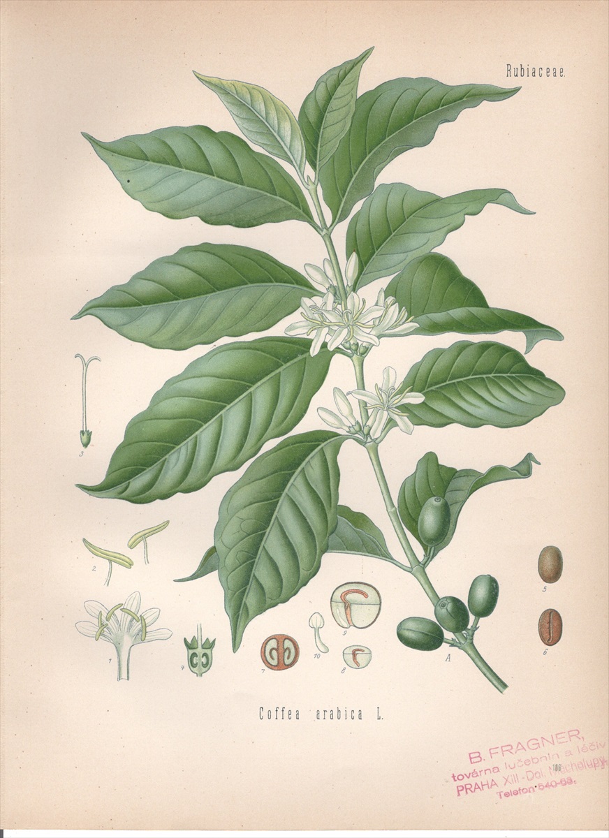 1890年 ケーラーの薬用植物 アカネ科 コーヒーノキ属 アラビカコーヒーノキ Coffea arabica L - アンティークプリント 博物画  ボタニカルアートの通販サイト Spirito di Artigiano