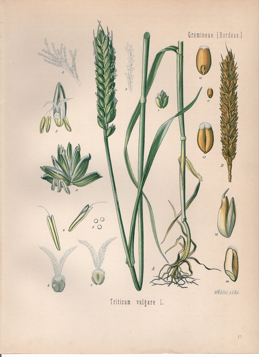 1890年 ケーラーの薬用植物 イネ科 コムギ属 Triticum vulgare L - アンティークプリント 博物画 ボタニカルアートの通販サイト  Spirito di Artigiano