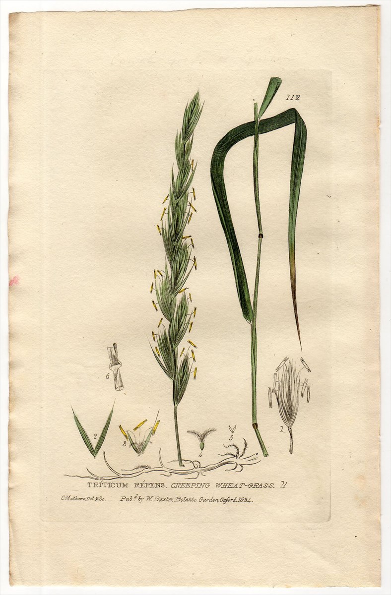 1835年 Baxter British Phaenogamous Botany Pl.112 イネ科 シバムギ属 シバムギ TRITICUM  REPENS - アンティークプリント 博物画 ボタニカルアートの通販サイト Spirito di Artigiano