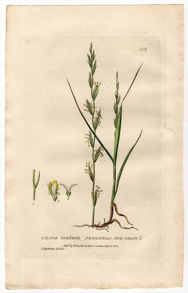 1835年 Baxter British Phaenogamous Botany Pl.116 イネ科 ドクムギ属 ホソムギ LOLIUM  PERENNE - アンティークプリント 博物画 ボタニカルアートの通販サイト Spirito di Artigiano