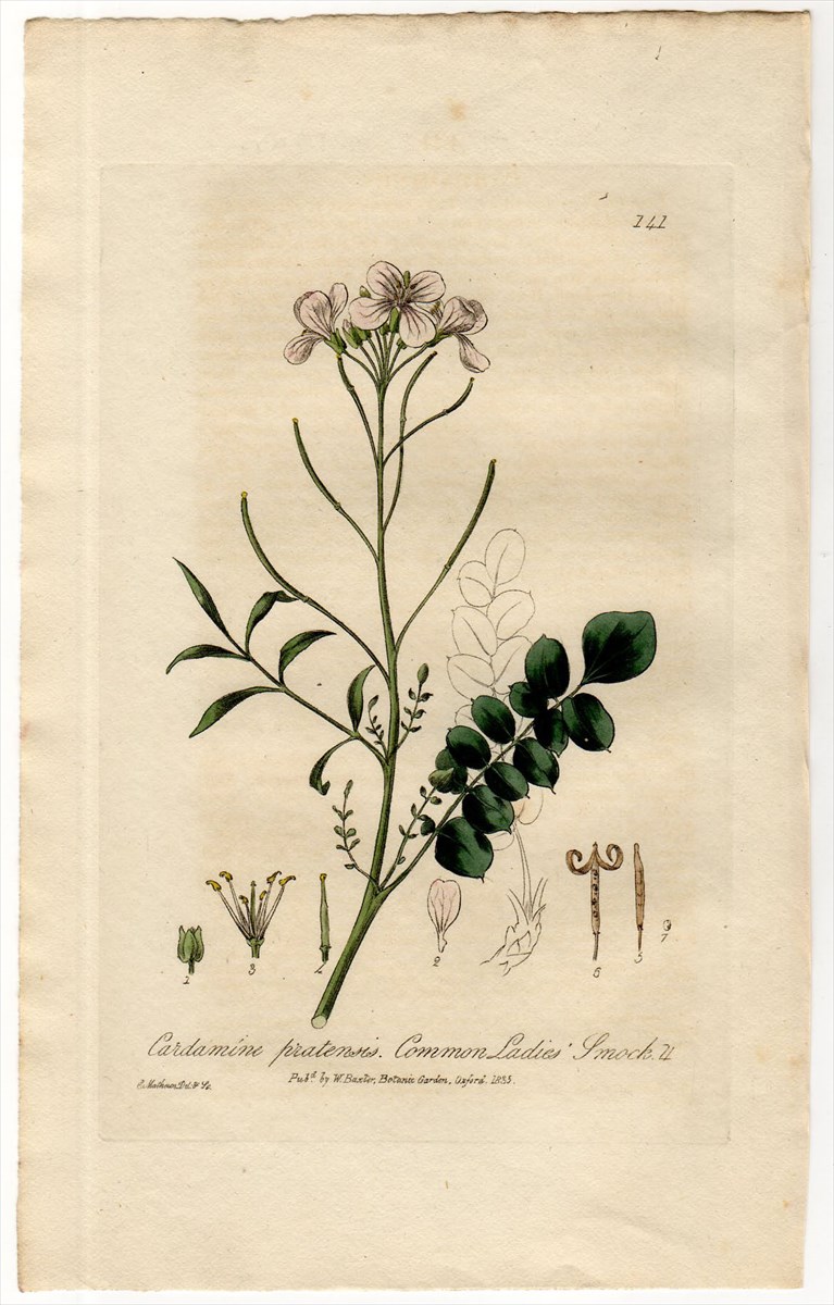 1835年 Baxter British Phaenogamous Botany Pl.141 アブラナ科 タネツケバナ属 ハナタネツケバナ  CARDAMINE PRATENSIS - アンティークプリント 博物画 ボタニカルアートの通販サイト Spirito di Artigiano