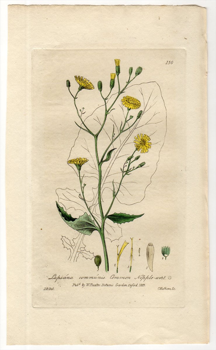 1835年 Baxter British Phaenogamous Botany Pl.150 キク科 ヤブタビラコ属 ナタネタビラコ LAPSANA  COMMUNIS - アンティークプリント 博物画 ボタニカルアートの通販サイト Spirito di Artigiano
