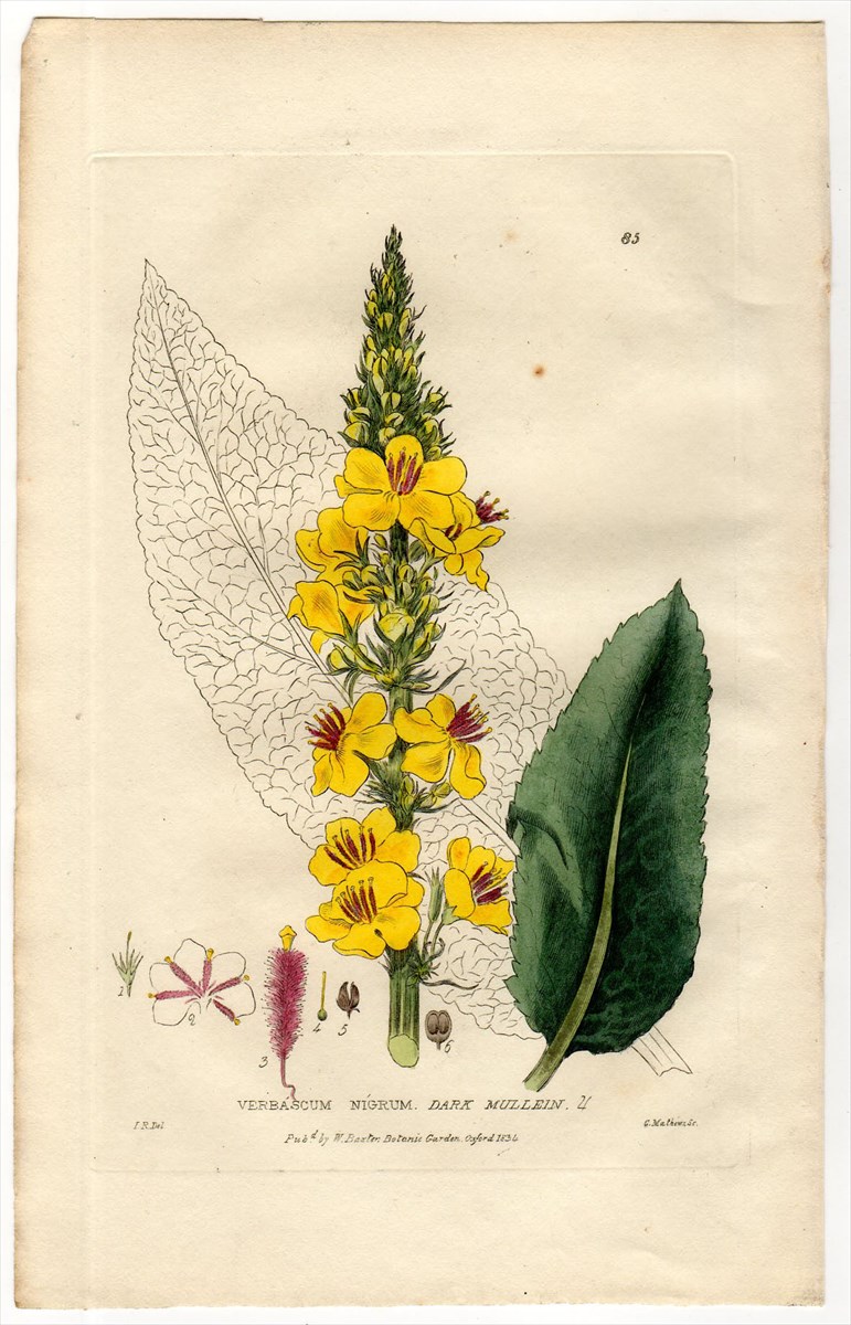 1835年 Baxter British Phaenogamous Botany Pl.85 ゴマノハグサ科 モウズイカ属 VERBASCUM  NIGRUM - アンティークプリント 博物画 ボタニカルアートの通販サイト Spirito di Artigiano
