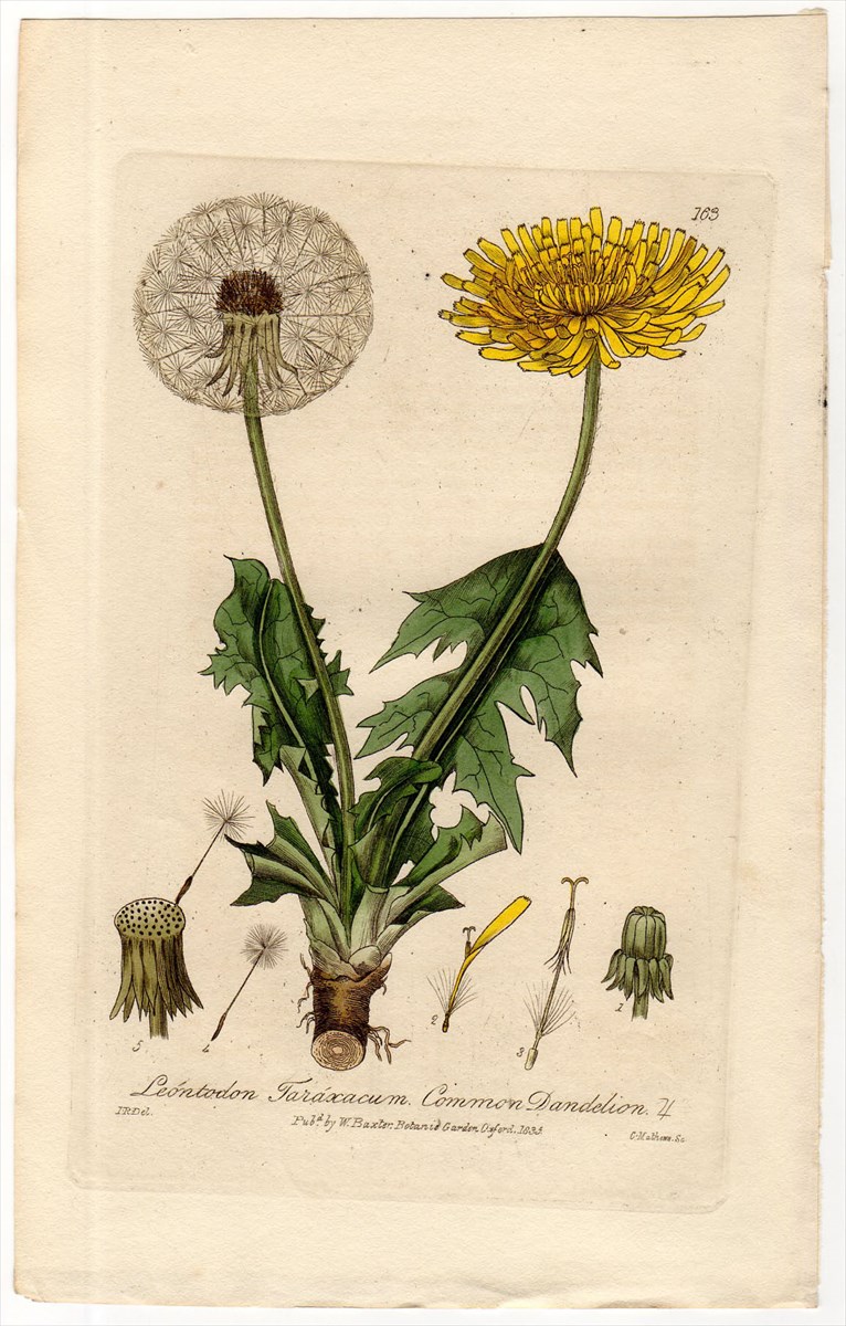1837年 Baxter British Phaenogamous Botany Pl.163 キク科 タンポポ属 セイヨウタンポポ  LEONTODON TARAXACUM - アンティークプリント 博物画 ボタニカルアートの通販サイト Spirito di Artigiano