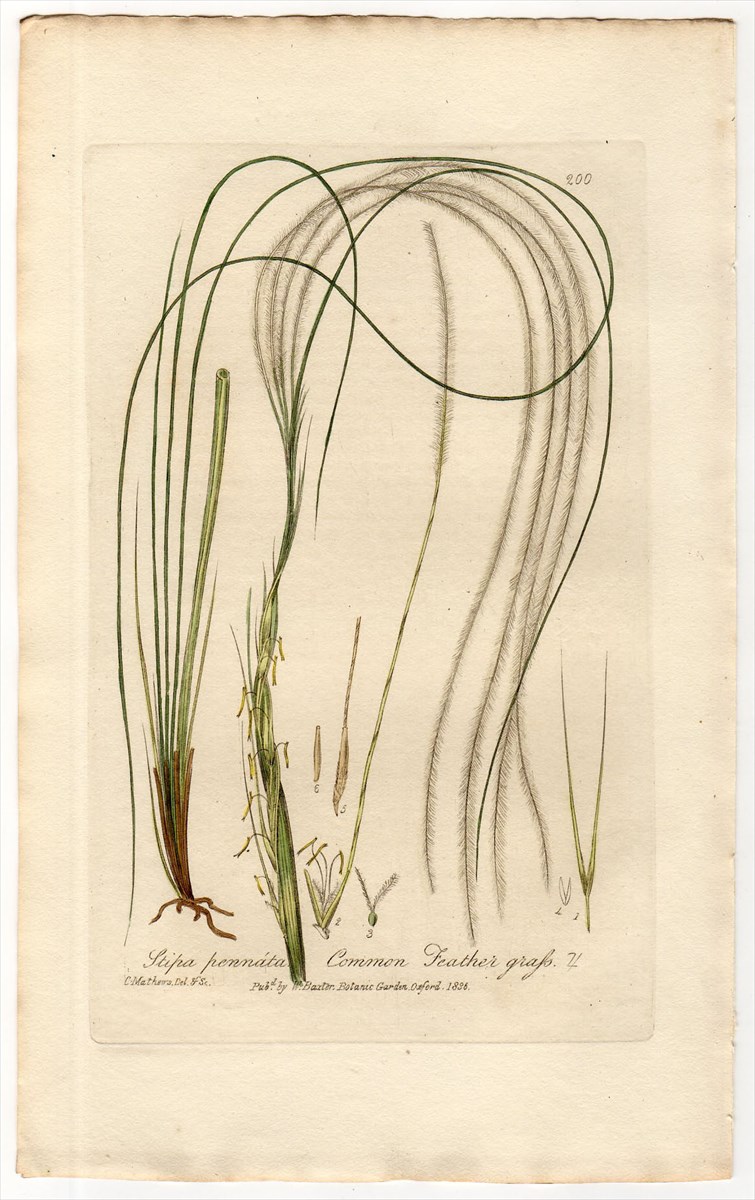 1837年 Baxter British Phaenogamous Botany Pl.200 イネ科 ハネガヤ属 ナガホハネガヤ STIPA  PENNATA - アンティークプリント 博物画 ボタニカルアートの通販サイト Spirito di Artigiano