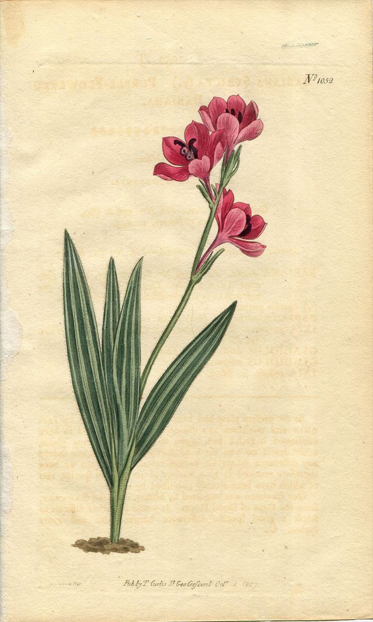 1807年 Curtis Botanical Magazine No.1052 アヤメ科 バビアナ属 BABIANA STRICTA(γ.) -  アンティークプリント 博物画 ボタニカルアートの通販サイト Spirito di Artigiano