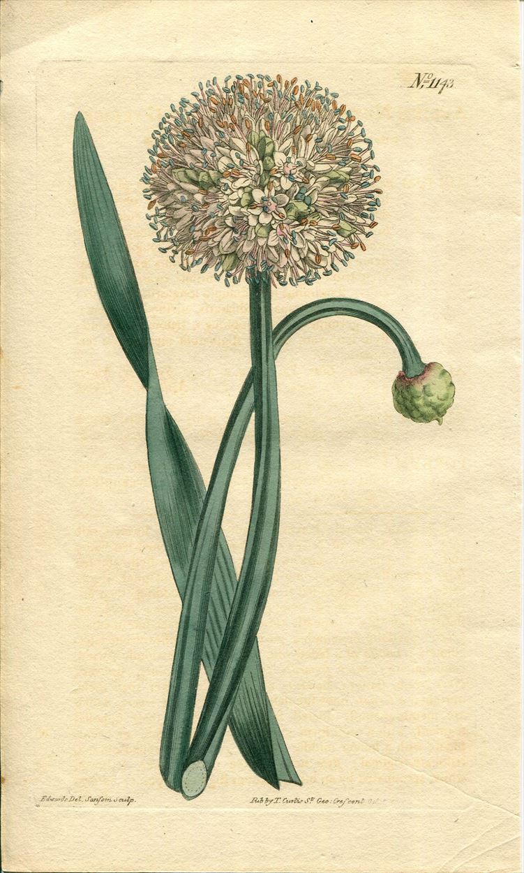 1808年 Curtis Botanical Magazine No.1143 ヒガンバナ科 ネギ属 ALLIUM NUTANS -  アンティークプリント 博物画 ボタニカルアートの通販サイト Spirito di Artigiano