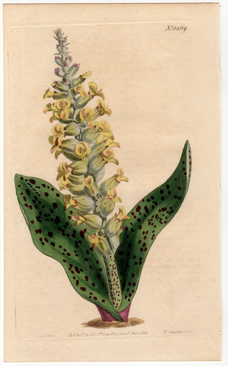 1810年 Curtis Botanical Magazine No.1269 キジカクシ科 ラケナリア属 LACHENALIA  ORCHIOIDES(α) - アンティークプリント 博物画 ボタニカルアートの通販サイト Spirito di Artigiano