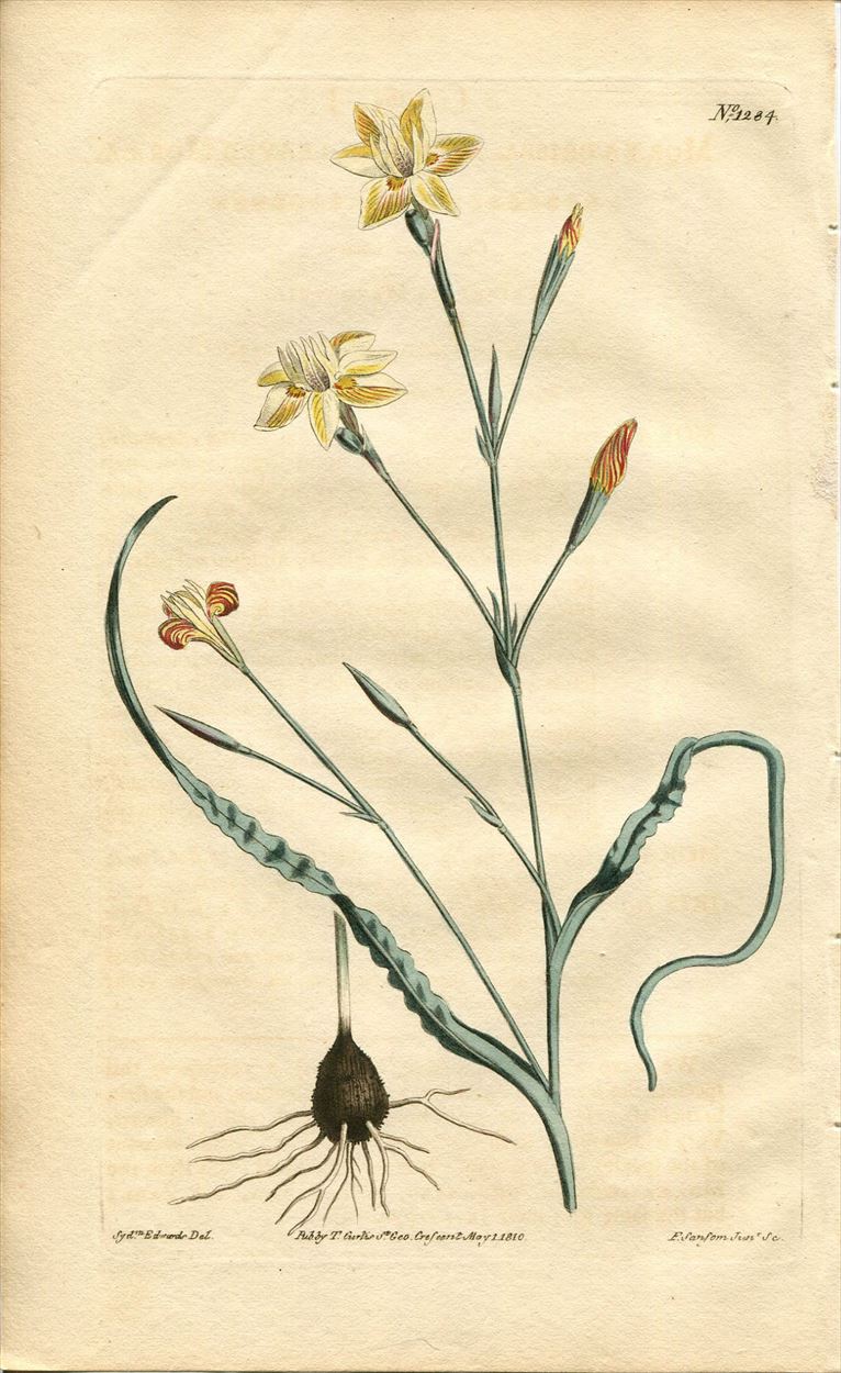 1810年 Curtis Botanical Magazine No.1284 アヤメ科 モラエア属 MORAEA CRISPA -  アンティークプリント 博物画 ボタニカルアートの通販サイト Spirito di Artigiano