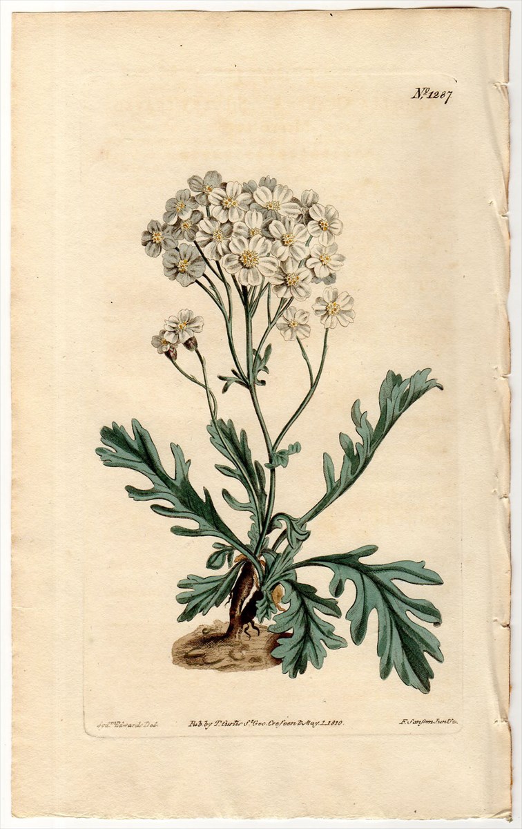 1810年 Curtis Botanical Magazine No.1287 キク科 ノコギリソウ属 ACHILLEA CLAVENAE -  アンティークプリント 博物画 ボタニカルアートの通販サイト Spirito di Artigiano