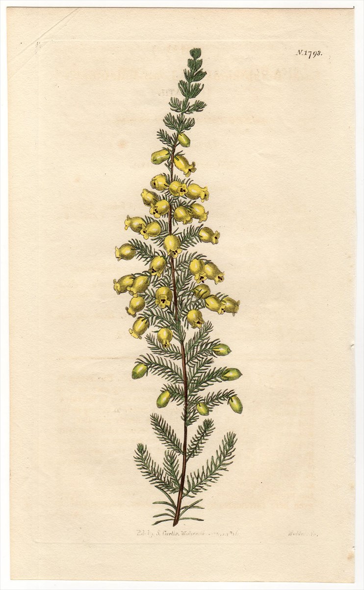 1816年 Curtis Botanical Magazine No.1793 ツツジ科 エリカ属 ERICA BLANDFORDIANA -  アンティークプリント 博物画 ボタニカルアートの通販サイト Spirito di Artigiano
