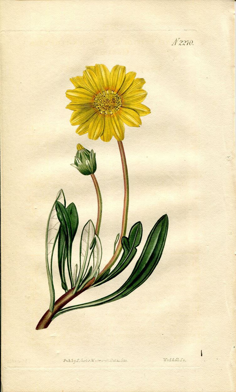 1821年 Curtis Botanical Magazine No.2270 キク科 ガザニア属 