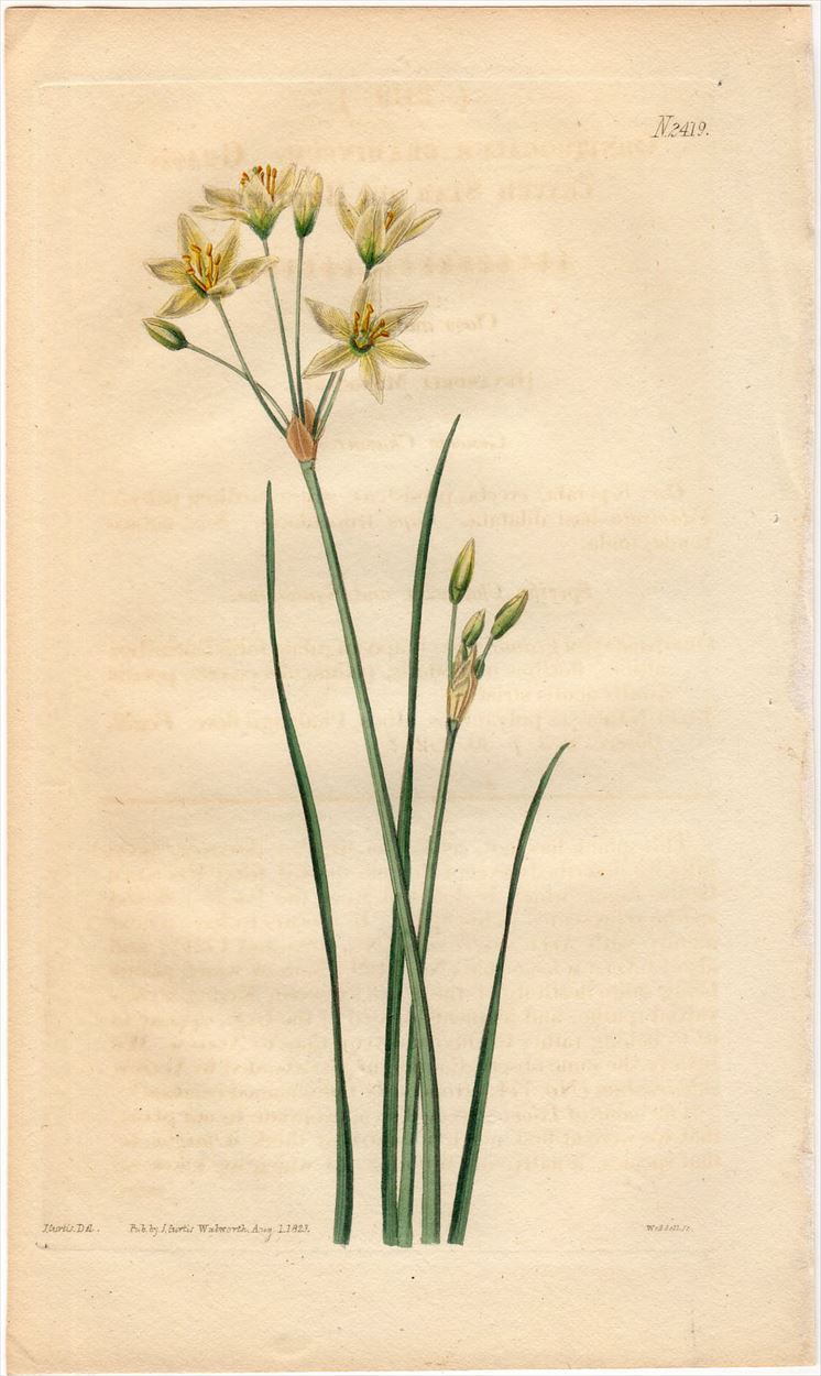 1823年 Curtis Botanical Magazine No.2419 キジカクシ科 オオアマナ属 ORNITHOGALUM  GRAMINEUM - アンティークプリント 博物画 ボタニカルアートの通販サイト Spirito di Artigiano