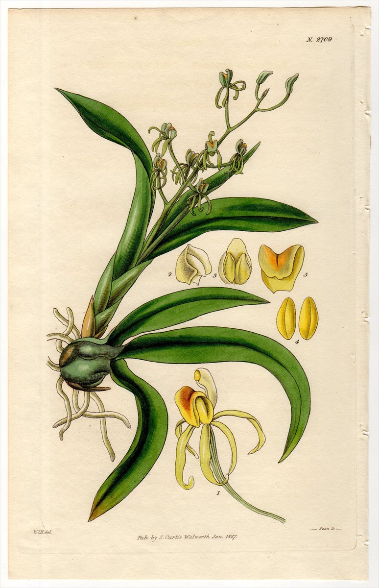 1827年 Curtis Botanical Magazine No.2709 ラン科 リパリス属 LIPARIS FOLIOSA -  アンティークプリント 博物画 ボタニカルアートの通販サイト Spirito di Artigiano