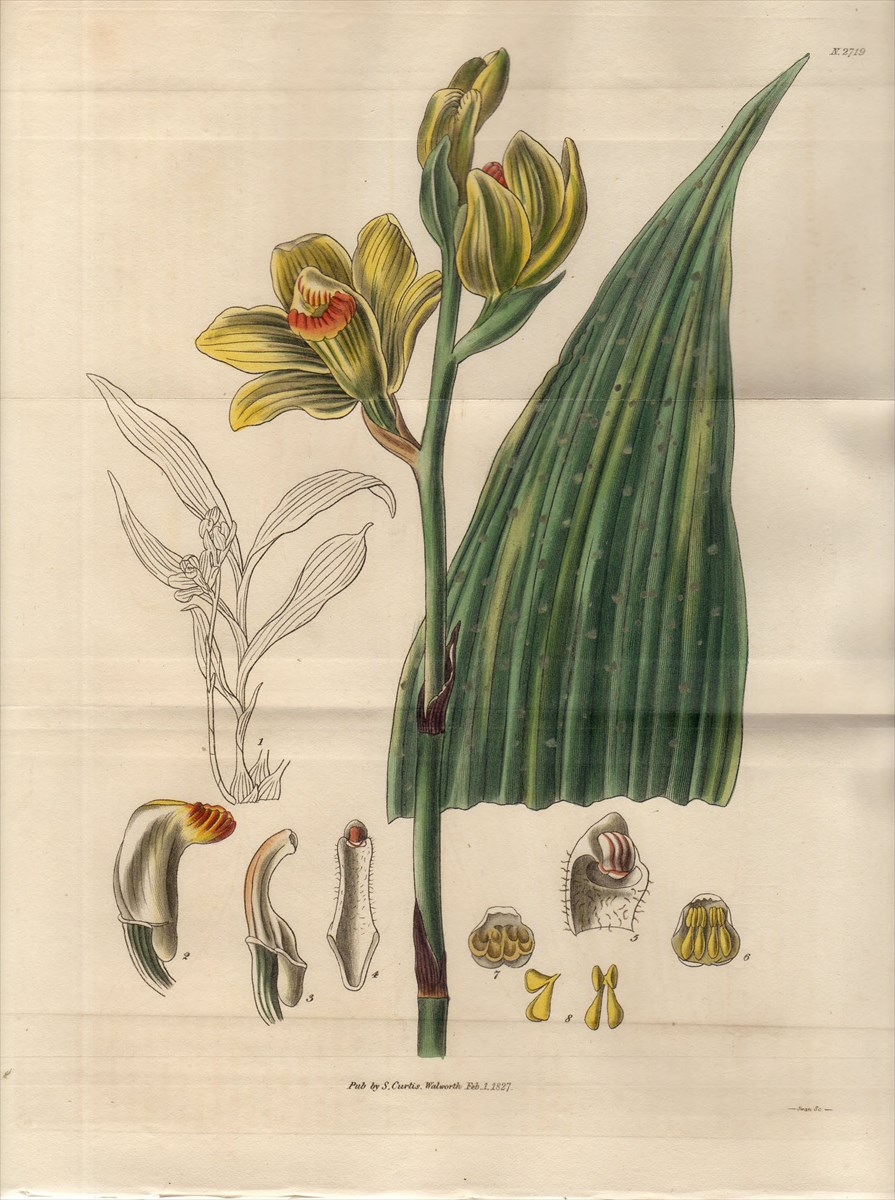1827年 Curtis Botanical Magazine No.2719 ラン科 ガンゼキラン属 