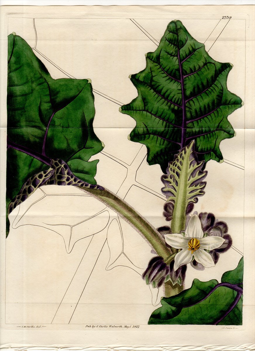 1827年 Curtis Botanical Magazine No.2739 ナス科 ナス属 ナランジラ SOLANUM QUITENSE -  アンティークプリント 博物画 ボタニカルアートの通販サイト Spirito di Artigiano
