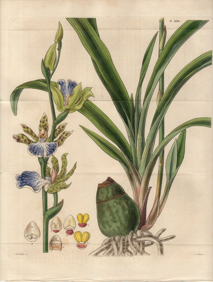 1827年 手彩色 銅版画 Curtis Botanical Magazine No.2748 ラン
