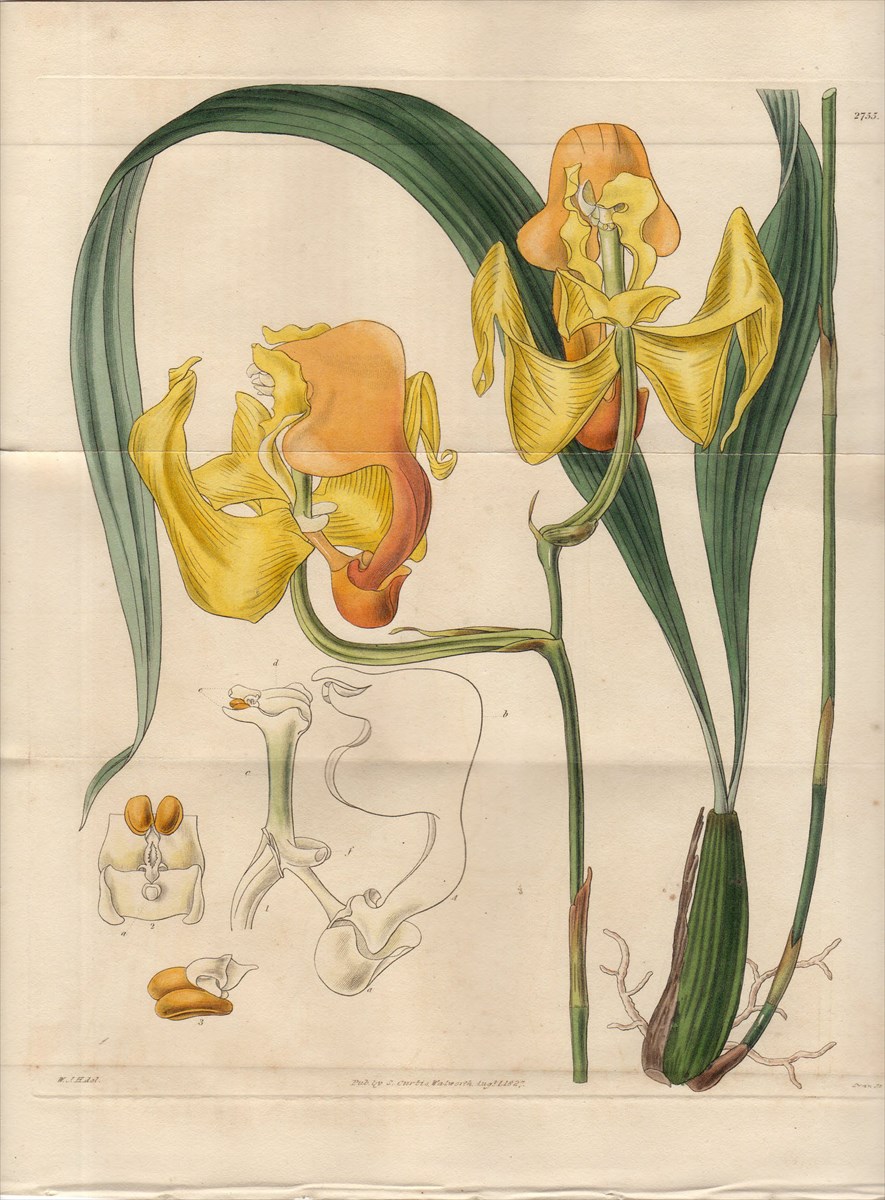 1827年 手彩色 銅版画 Curtis Botanical Magazine No.2755 ラン科