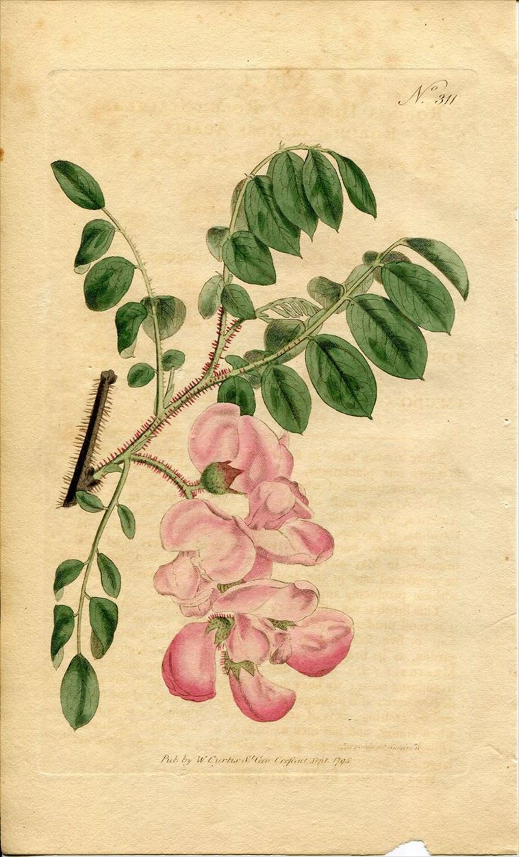 1795年 Curtis Botanical Magazine No.311 マメ科 ハリエンジュ属