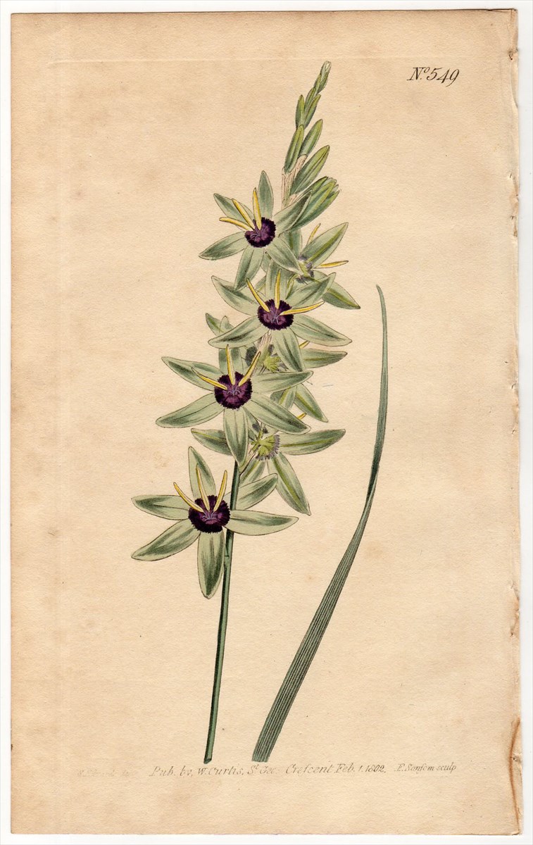 1802年 Curtis Botanical Magazine No.549 アヤメ科 イキシア属 IXIA  MACULATA