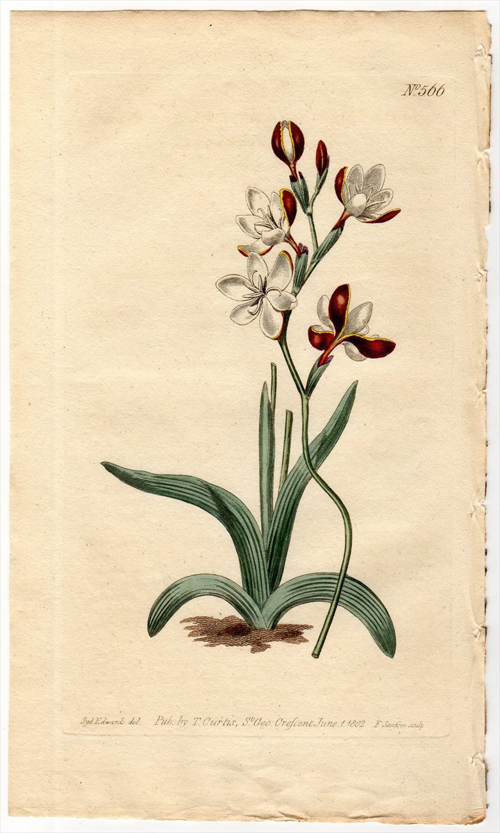 1802年 Curtis Botanical Magazine No.566 アヤメ科 ヘスペランタ属 IXIA FALCATA -  アンティークプリント 博物画 ボタニカルアートの通販サイト Spirito di Artigiano