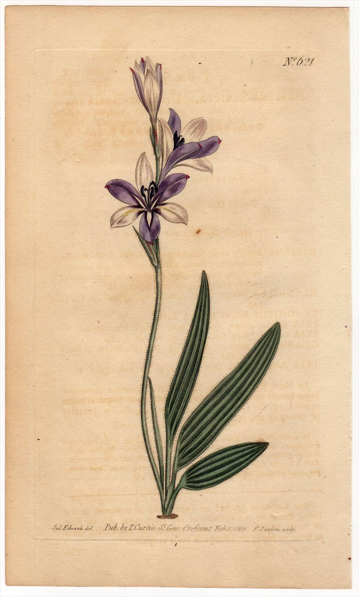 1803年 Curtis Botanical Magazine No.621 アヤメ科 バビアナ属 BABIANA STRICTA -  アンティークプリント 博物画 ボタニカルアートの通販サイト Spirito di Artigiano