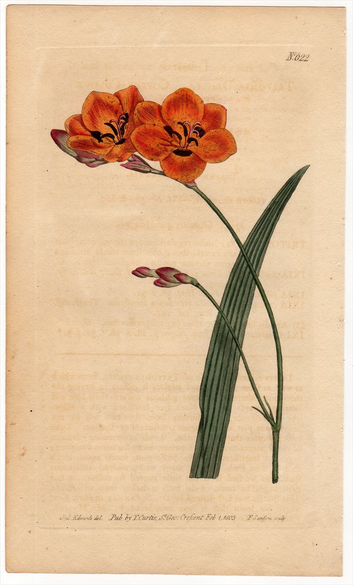 1803年 Curtis Botanical Magazine No.622 アヤメ科 ヒメトウショウブ属 TRITONIA DEUSTA -  アンティークプリント 博物画 ボタニカルアートの通販サイト Spirito di Artigiano