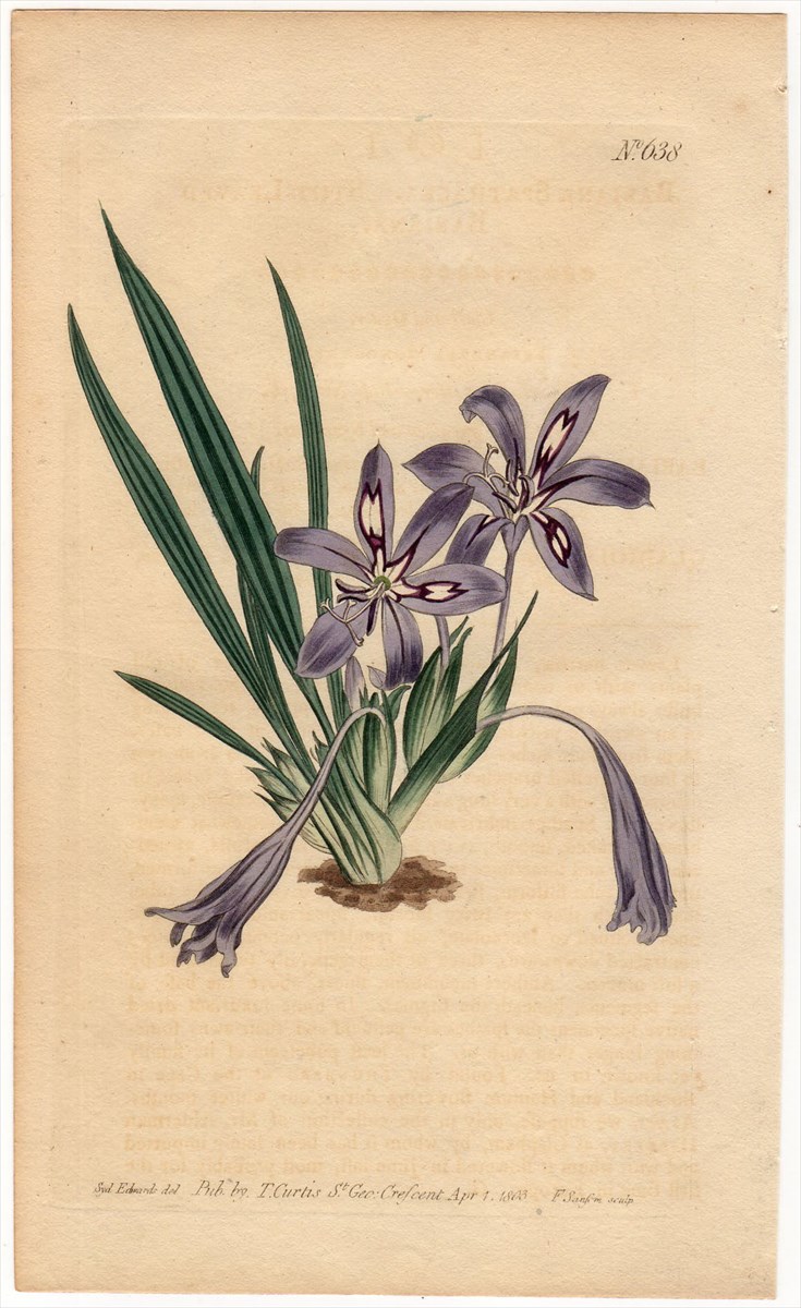 1803年 Curtis Botanical Magazine No.638 アヤメ科 バビアナ属 BABIANA SPATHACEA -  アンティークプリント 博物画 ボタニカルアートの通販サイト Spirito di Artigiano