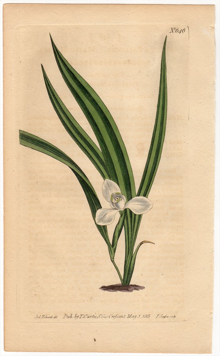 1803年 Curtis Botanical Magazine No.646 アヤメ科 キプラ属 MARICA PALUDOSA -  アンティークプリント 博物画 ボタニカルアートの通販サイト Spirito di Artigiano