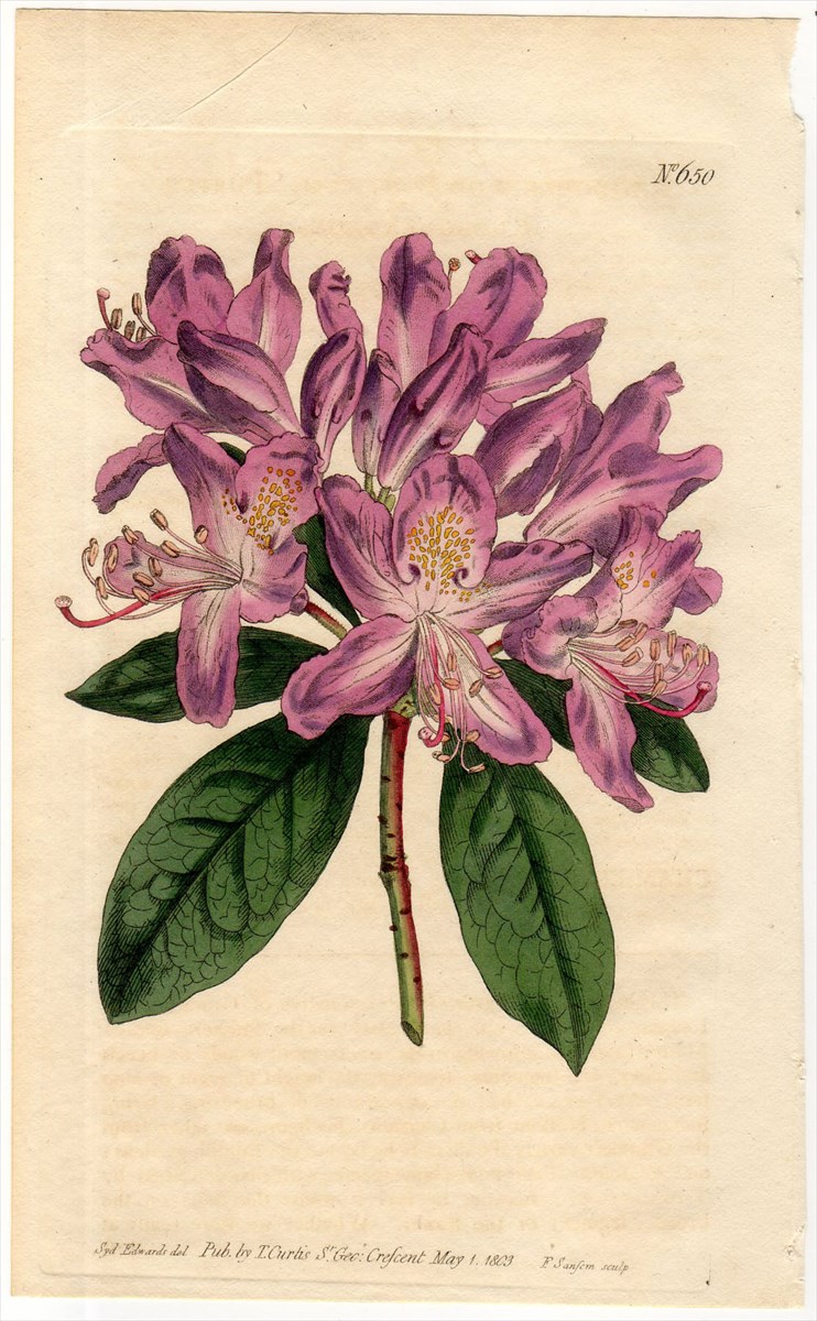 1803年 Curtis Botanical Magazine No.650 ツツジ科 ツツジ属 セイヨウシャクナゲ RHODODENDRON  PONTICUM - アンティークプリント ボタニカルアート 博物画の通販サイト Spirito di Artigiano
