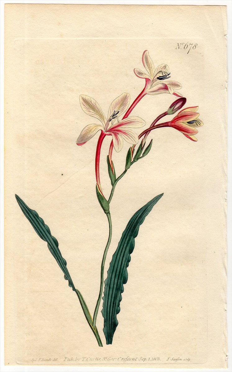 1803年 Curtis Botanical Magazine No.678 アヤメ科 ヒメトウショウブ属 TRITONIA CRISPA -  アンティークプリント 博物画 ボタニカルアートの通販サイト Spirito di Artigiano