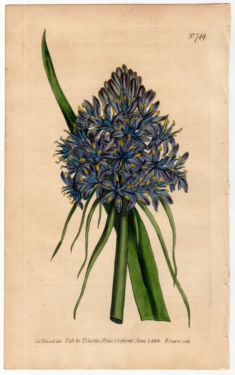 1804年 Curtis Botanical Magazine No.749 キジカクシ科 ツルボ属 