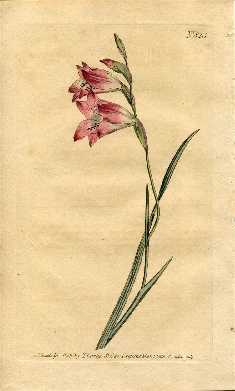 1805年 Curtis Botanical Magazine No.823 アヤメ科 グラジオラス属 GLADIOLUS HIRSUTUS -  アンティークプリント 博物画 ボタニカルアートの通販サイト Spirito di Artigiano