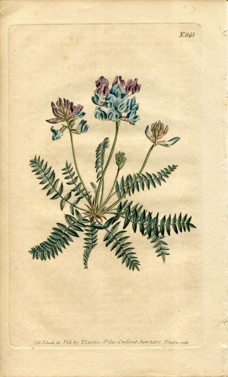 1805年 Curtis Botanical Magazine No.843 マメ科 オヤマノエンドウ属 ASTRAGALUS MONTANUS -  アンティークプリント 博物画 ボタニカルアートの通販サイト Spirito di Artigiano