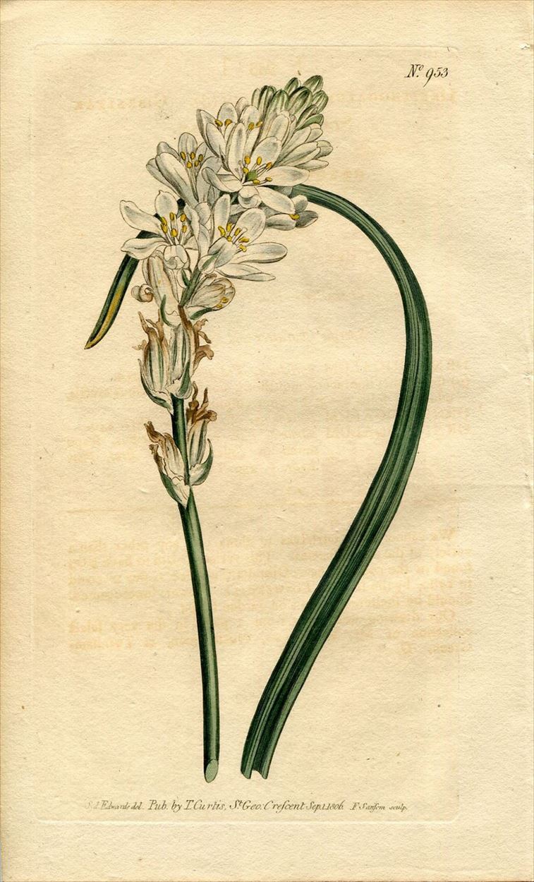 1806年 Curtis Botanical Magazine No.953 キジカクシ科 オオアマナ属 ORNITHOGALUM  UNIFOLIUM(β) - アンティークプリント 博物画 ボタニカルアートの通販サイト Spirito di Artigiano