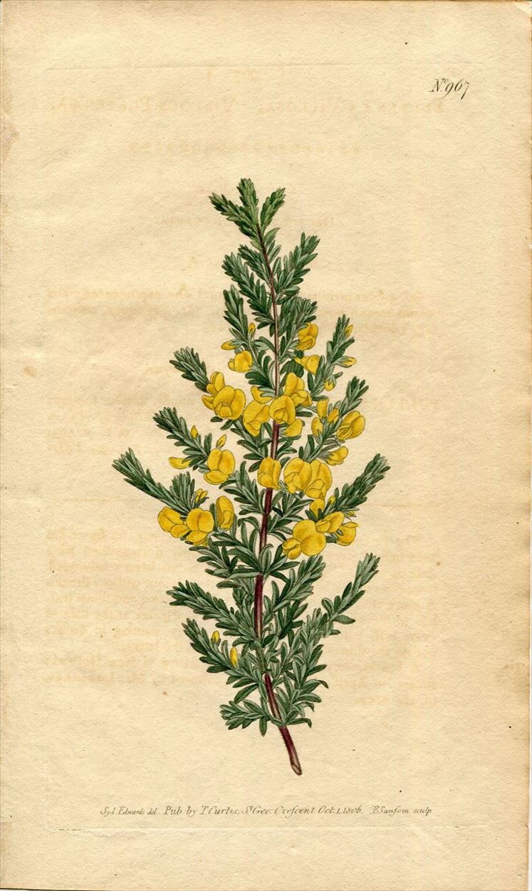 1806年 Curtis Botanical Magazine No.967 マメ科 プルテナエア属 PULTENAEA VILLOSA -  アンティークプリント 博物画 ボタニカルアートの通販サイト Spirito di Artigiano