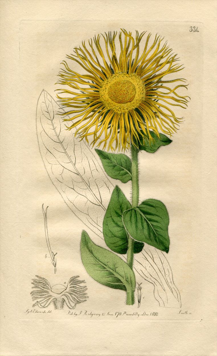 1818年 Edwards Botanical Register No.334 キク科 オグルマ属 INULA glandulosa -  アンティークプリント 博物画 ボタニカルアートの通販サイト Spirito di Artigiano