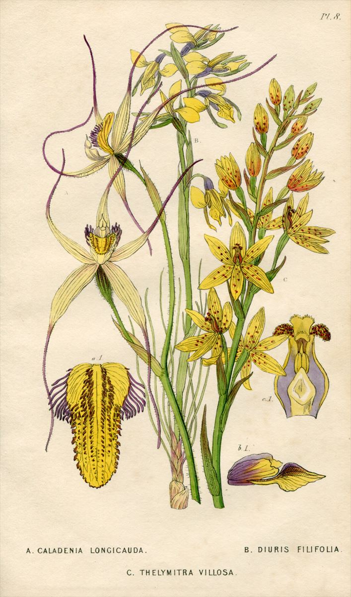 1839年 Edwards's Botanical Register Pl.8 ラン科 カラデニア属 CALADENIA LONGICAUDA -  アンティークプリント 博物画 ボタニカルアートの通販サイト Spirito di Artigiano
