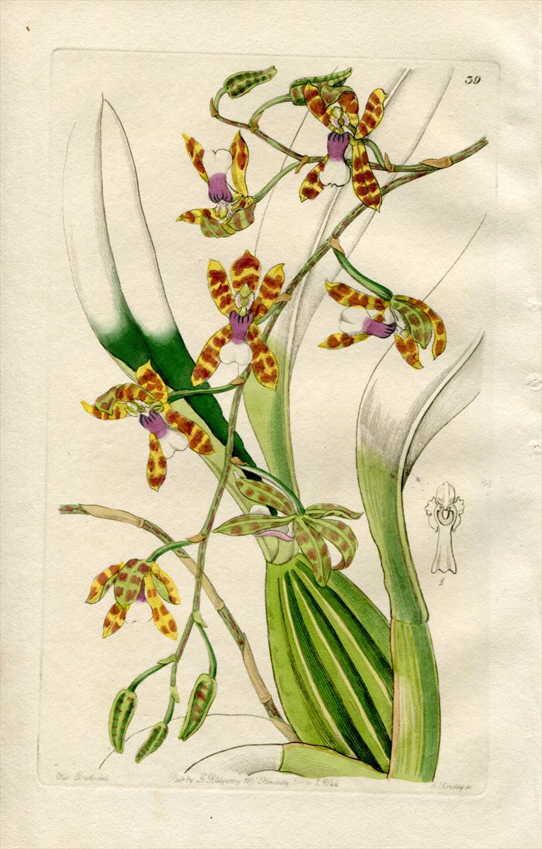 1844年 Edwards's Botanical Register No.39 ラン科 オドントグロッスム属 ODONTOGLOSSUM laeve  - アンティークプリント 博物画 ボタニカルアートの通販サイト Spirito di Artigiano