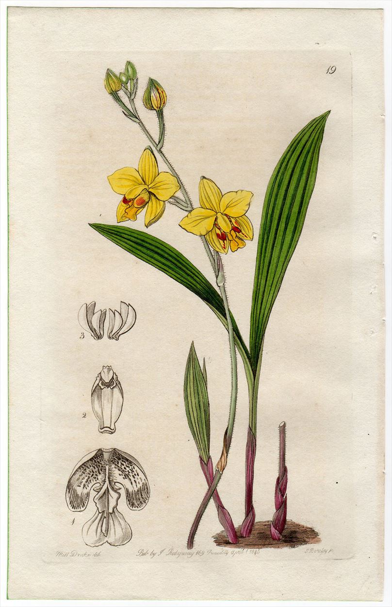 1845年 Edwards's Botanical Register No.19 ラン科 コウトウシラン属 SPATHOGLOTTIS Fortuni  - アンティークプリント 博物画 ボタニカルアートの通販サイト Spirito di Artigiano