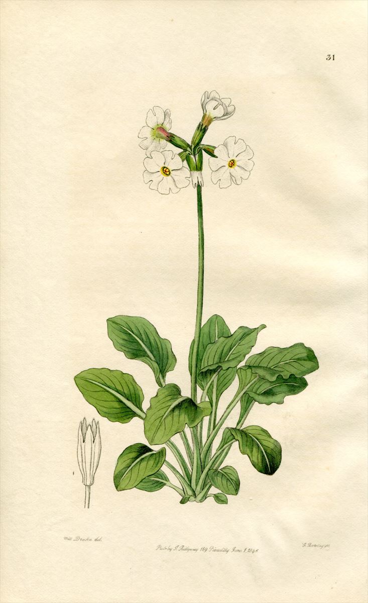 1846年 Edwards's Botanical Register No.31 サクラソウ科 サクラソウ ...