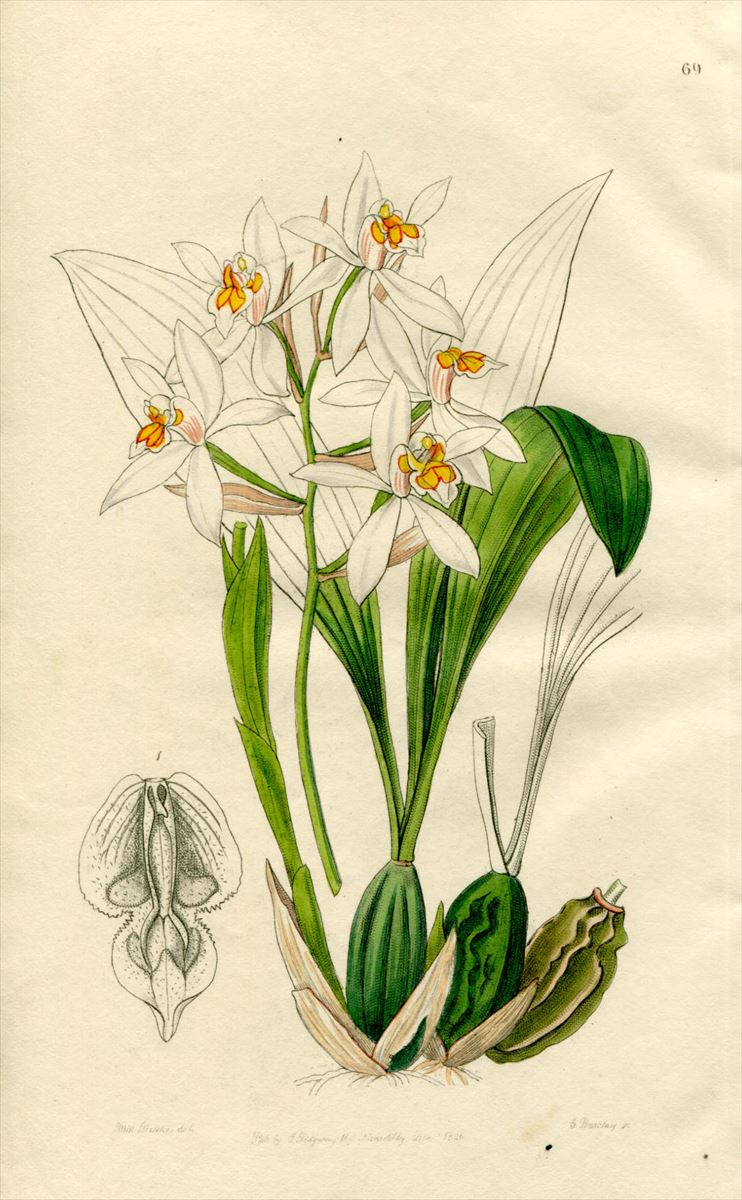 1846年 Edwards's Botanical Register No.69 ラン科 セロジネ属 